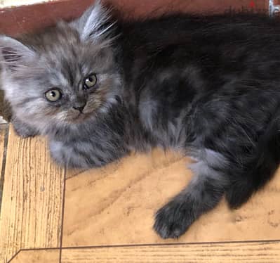 Persian female kitten - قطة بنت شيرازي