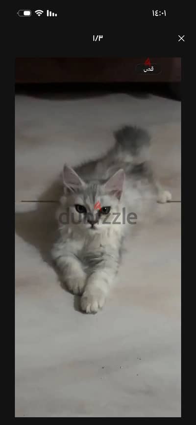 قطة 3 شهور بيع