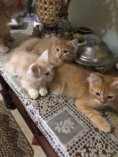 الإسكندرية
