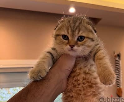 Gold tabby kittens