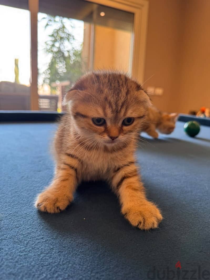 Gold tabby kittens 1