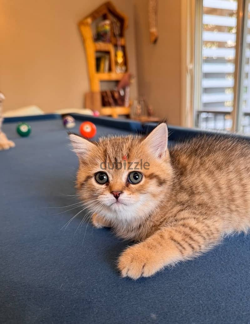 Gold tabby kittens 2