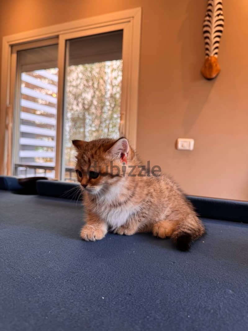 Gold tabby kittens 3
