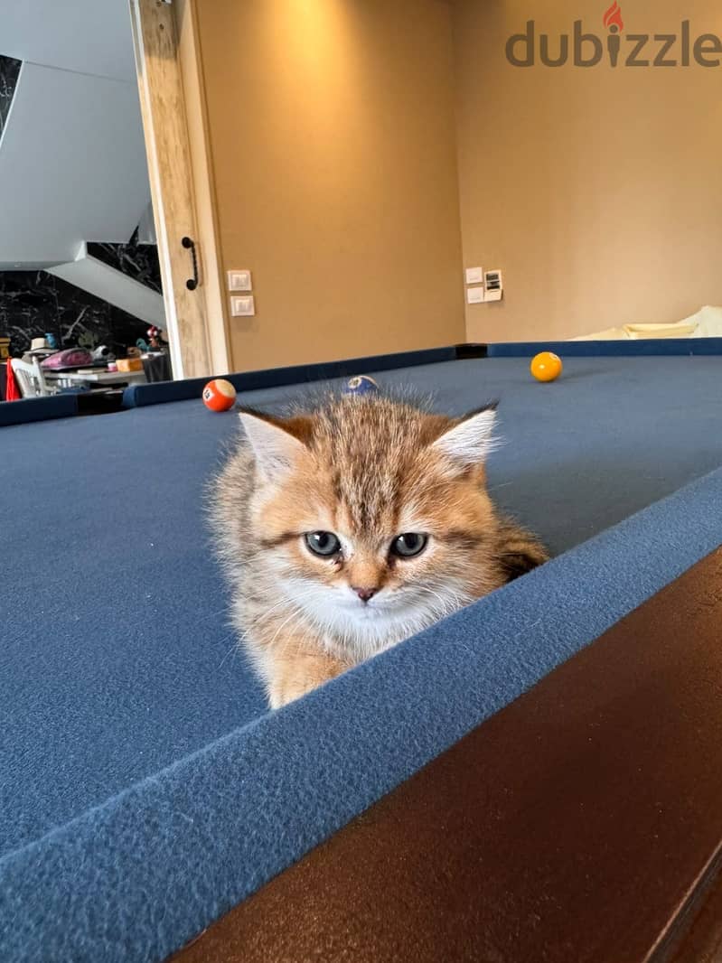 Gold tabby kittens 4