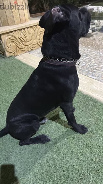 Cane Corso for Sale 