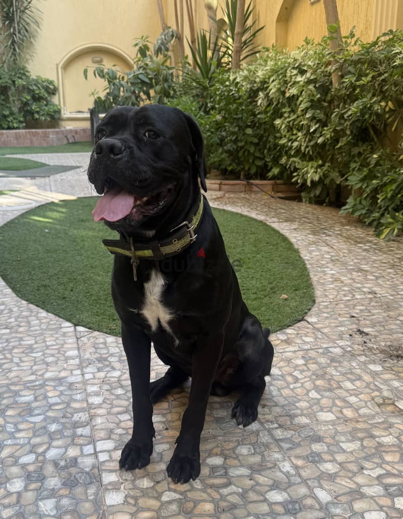 Cane Corso for Sale  1
