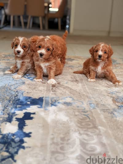 Maltipoo poodle toypoodle مالتيبو بودل