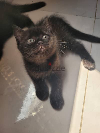 Rare scottish straight female kittens