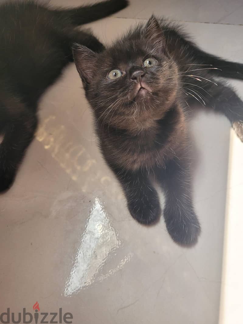 Rare scottish straight female kittens 1