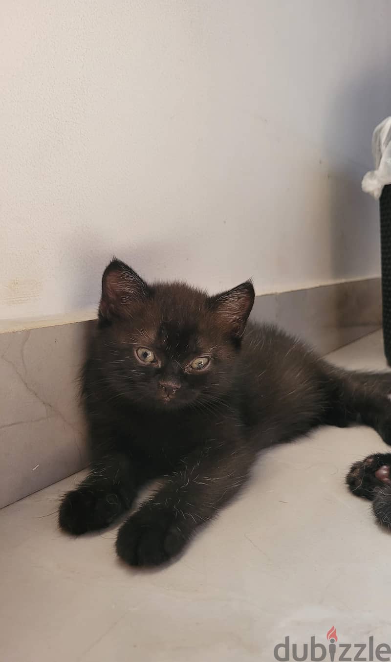 Rare scottish straight female kittens 2