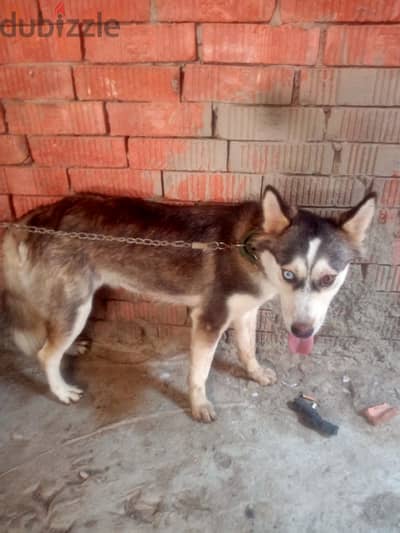 كلب هاسكي سيبيري (Siberian Husky) - عيون دبل آي
