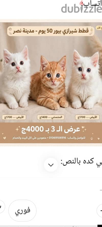 ثلاث قطط شيرازي بيور للبيع