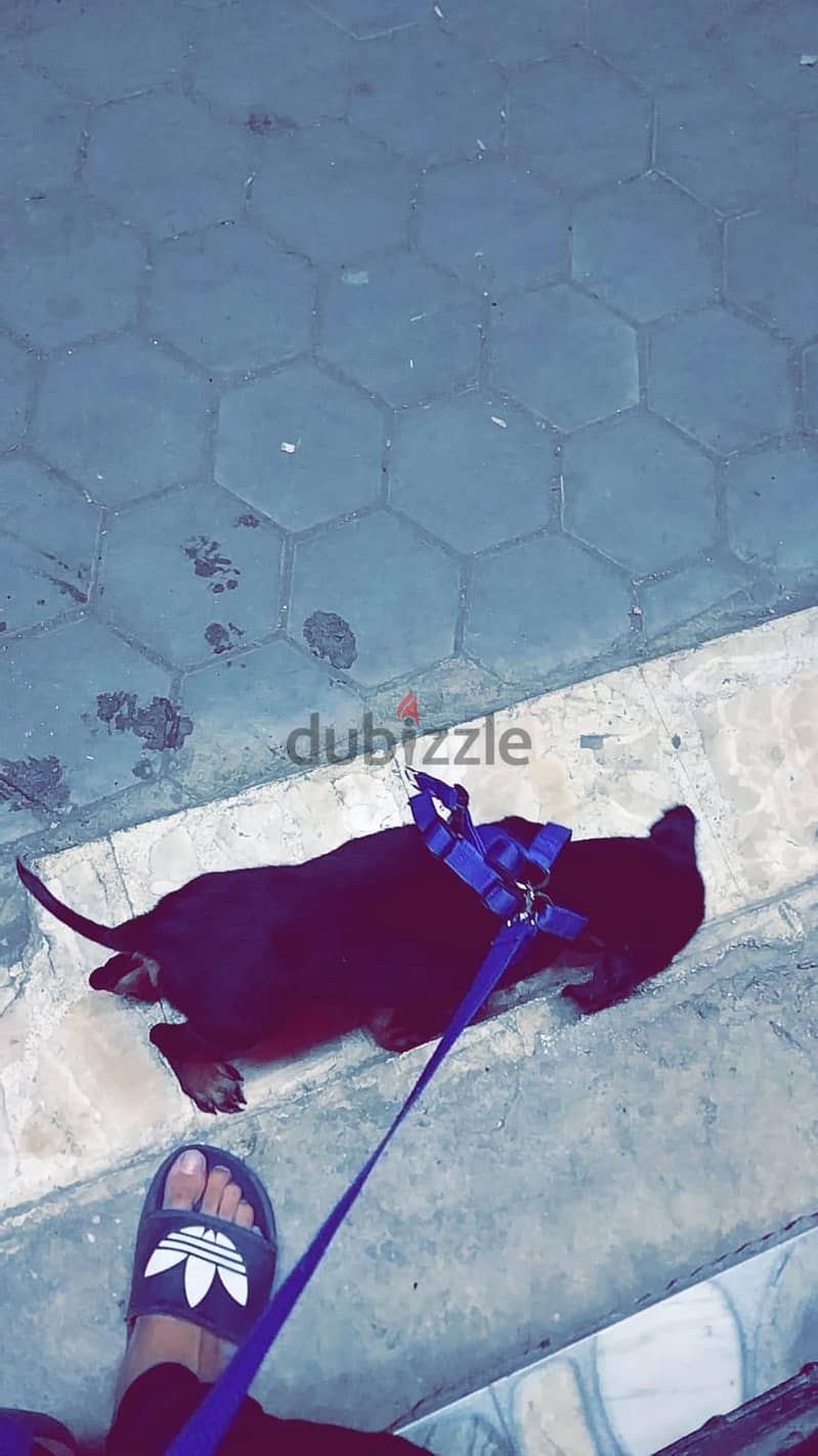 جرو دوبر مان بيوووور 5