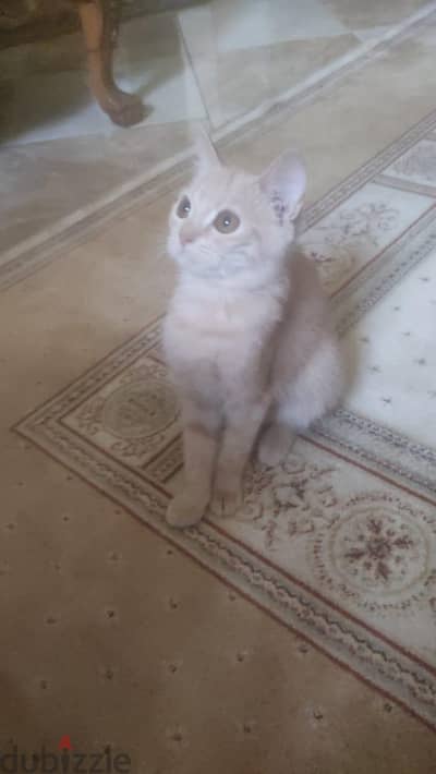 قطط بنات للتبني
