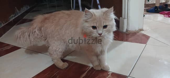 قط شيرزى للبيع دواعى السفر