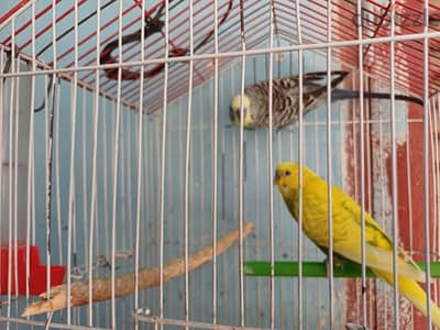 عصافير استرالي