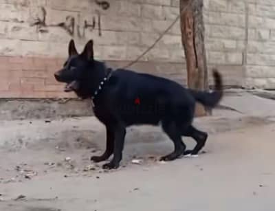 محتاج جيرمن شورت هير تقليب عالي يكون خشب عريض