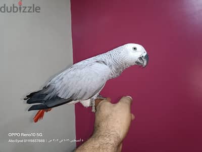 زغلول زنجباري  طفره لون سليفر فاتح جدا
