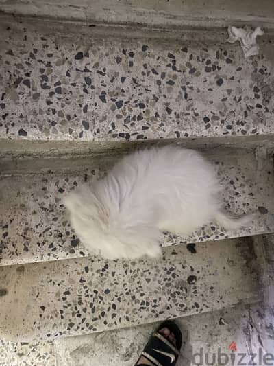 جروايه جريفون