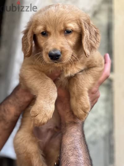 Golden retriever puppy