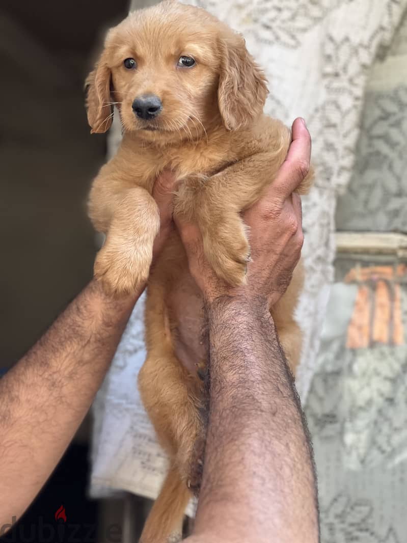 Golden retriever puppy 1