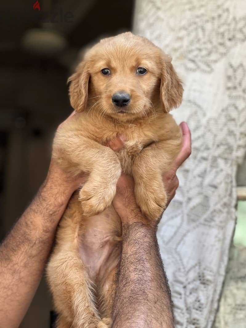 Golden retriever puppy 2