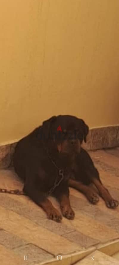 للبيع كلب روت وايلر  دكر