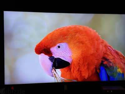 Samsung qled 55 inch