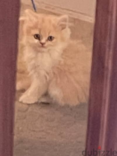 Rare half piky- Himalaya kittens