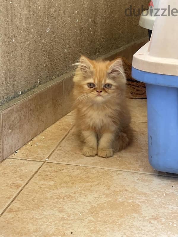Rare half piky- Himalaya kittens 1