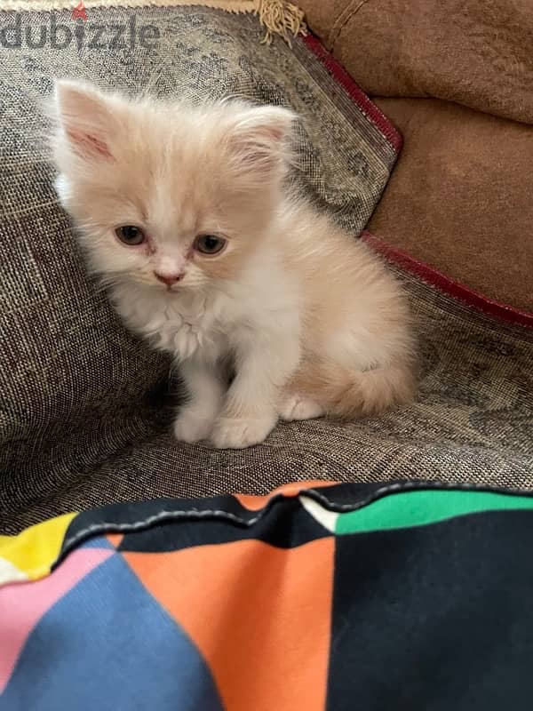 Rare half piky- Himalaya kittens 2