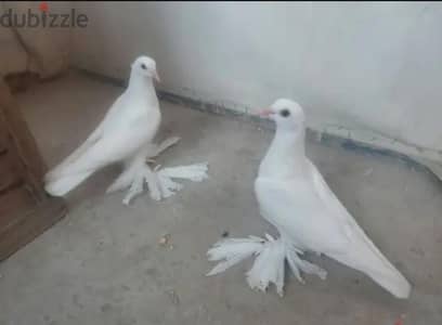 بيض شقلباظ