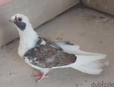 شبابات بلق