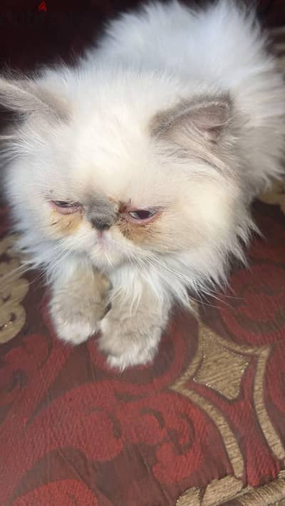 قطه جميله