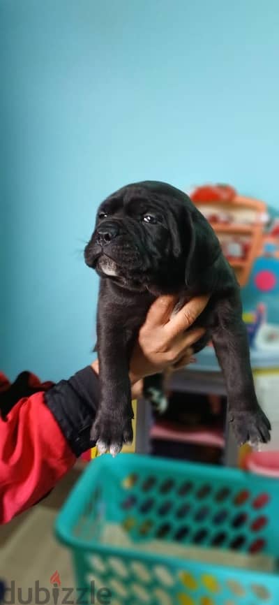 Female cane corso 40 day كين كورسو