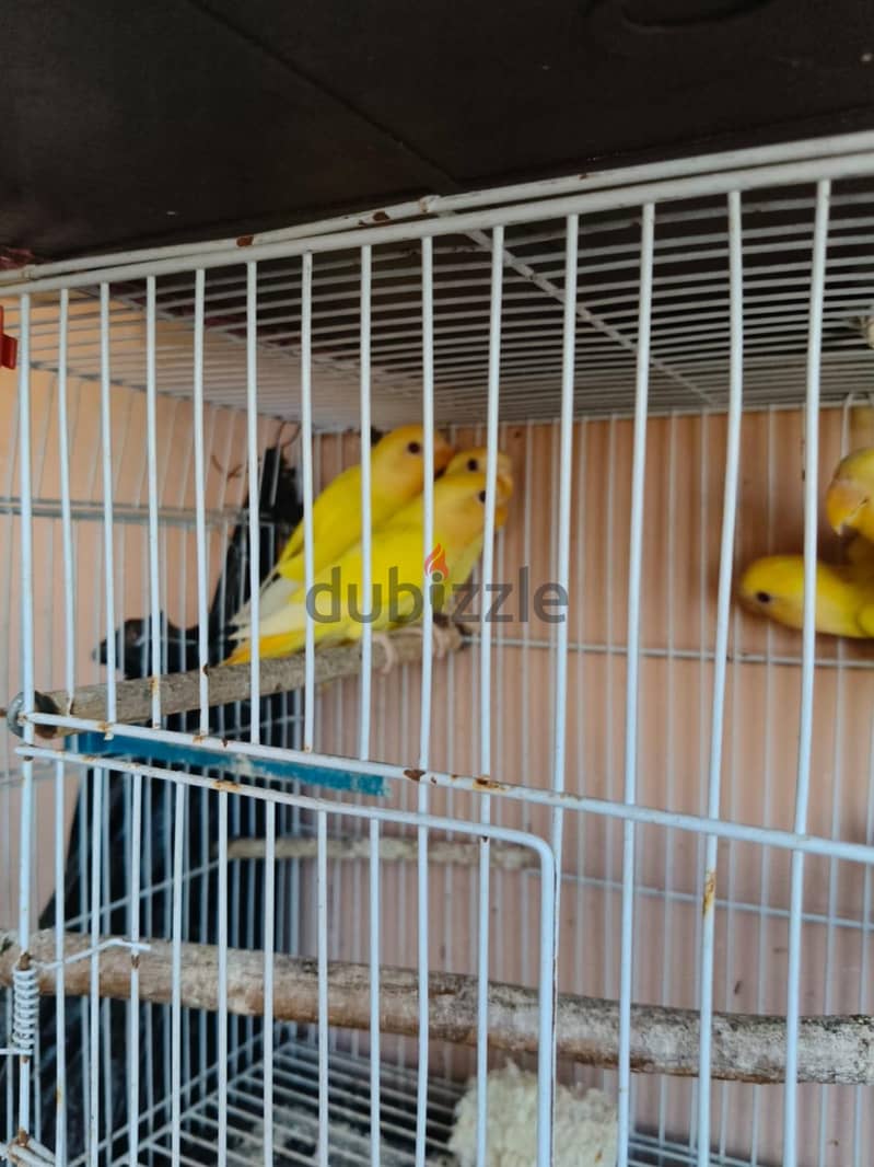 قص روز 3