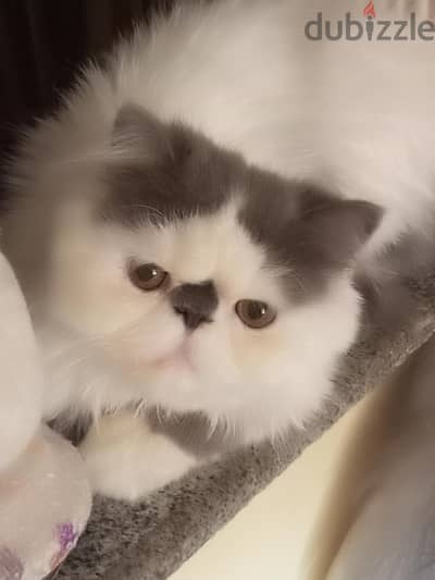مطلوب قط للتزاوج بالعجمي