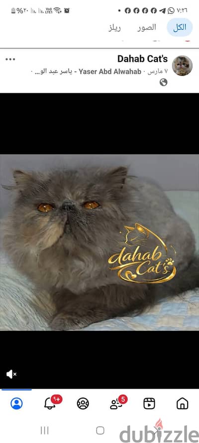 أنثى منتجه بيرشن زورار