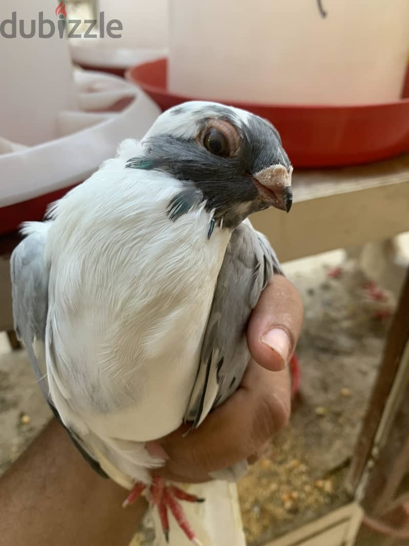 حمام للبيع 2
