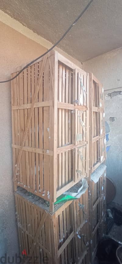 بيع 12جوز حمام  و 12عين حمام