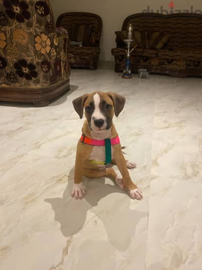 American Pitbull puppy, جرو بيتبول