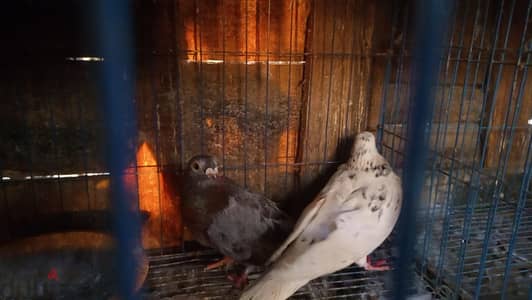 مجموعة طيور للبيع للتصفية