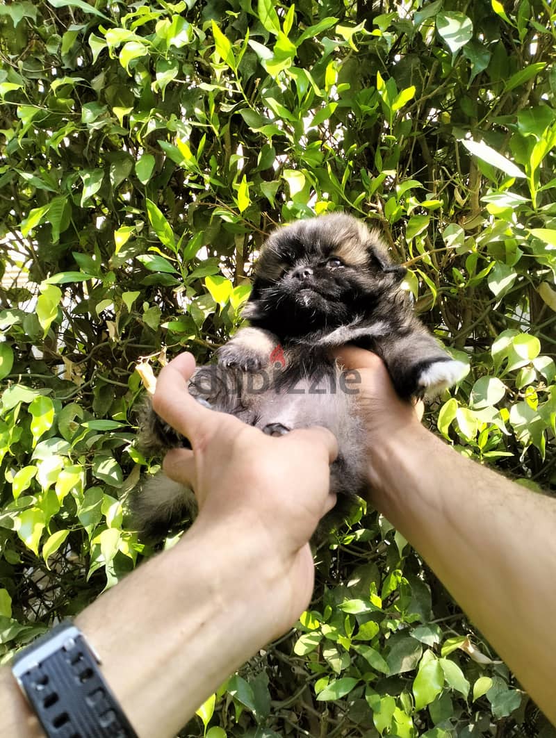دباديب بيكنواه 7