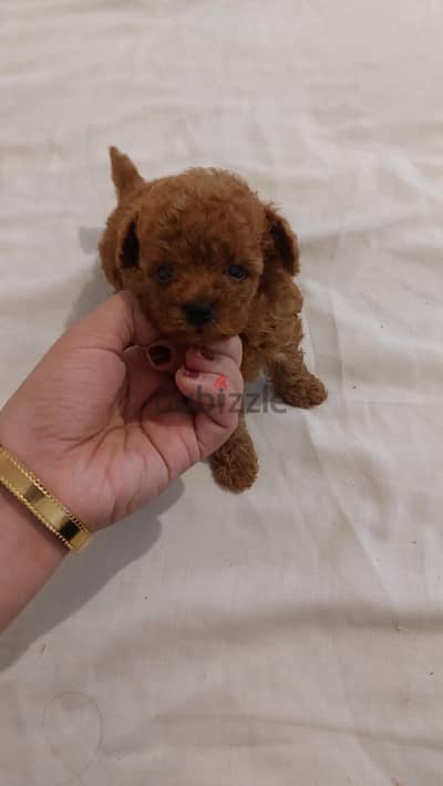 tea cup poodles تي كب بودل بيور