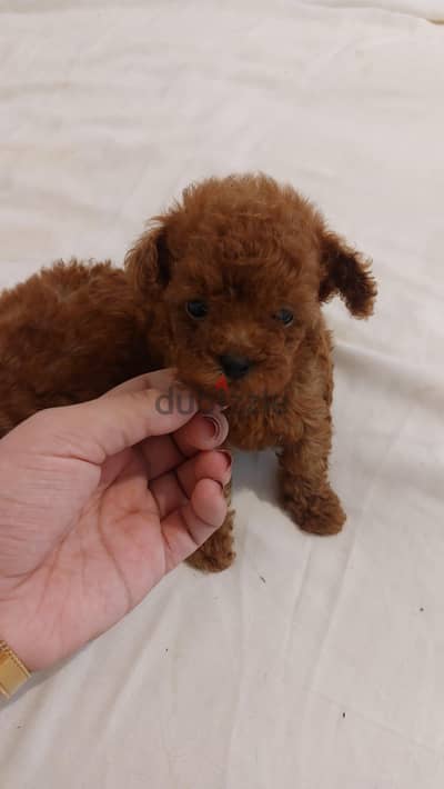 mini poodle puppy's بيور | poodle tea cup puppy's