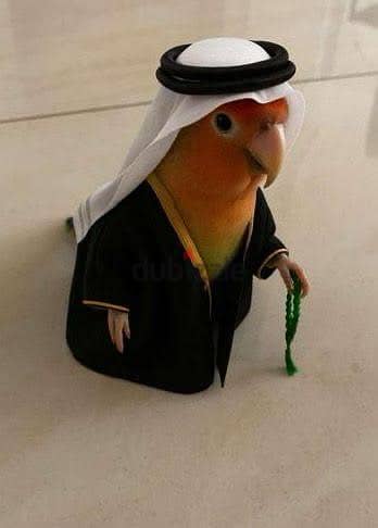 ببغاء جرين شيك كونيور