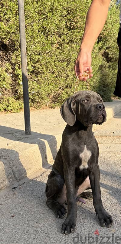Cane Corso champion bloodline