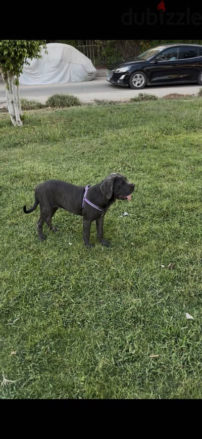 Female cane corso