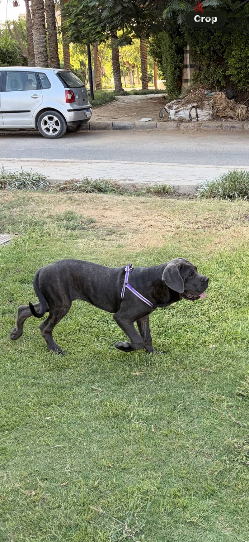 Female cane corso 1