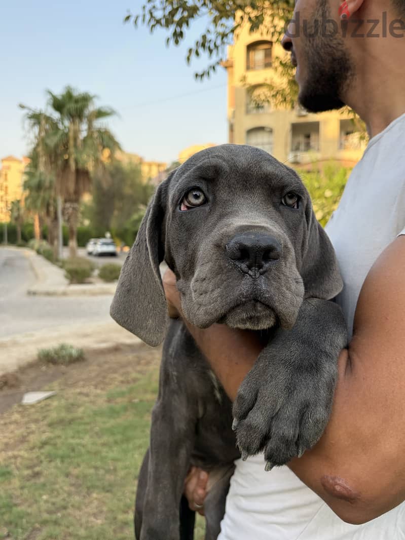 Female cane corso 2